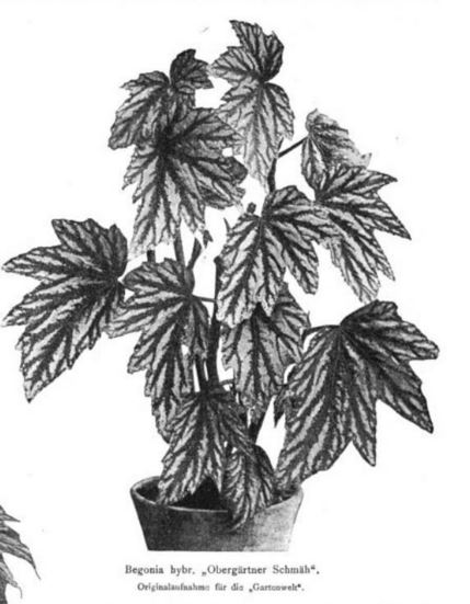 B. ‘Obergartner Schmah’